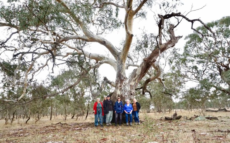 6. Wilkes crt Wollert - wideshot under river red gum