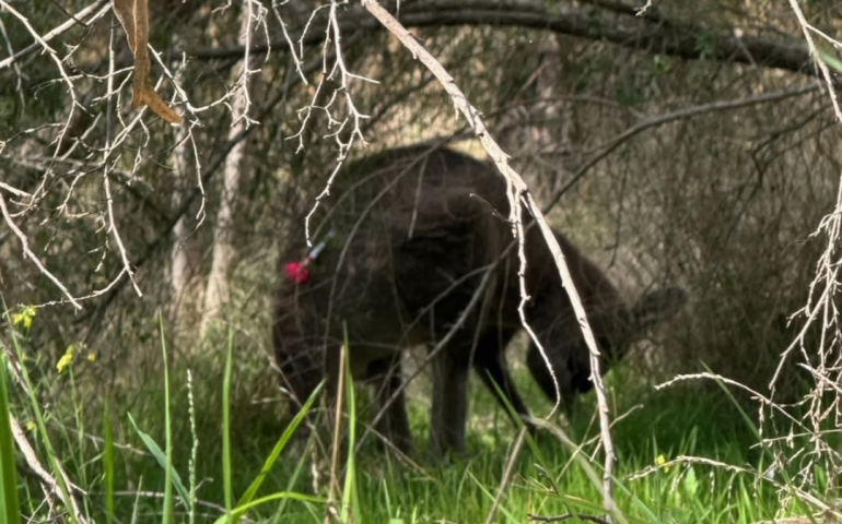 Kangaroo in parklands, April 2026